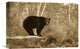 "Black Bear Adult, Standing On Rock In Woodland, Minnesota" Artwork, 18" x 12"
