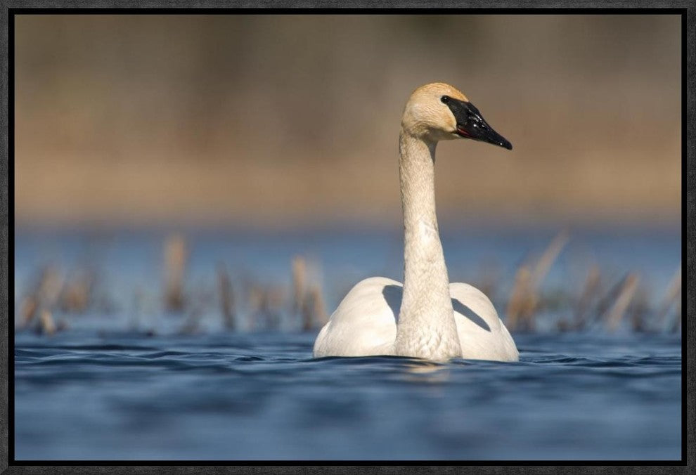 Trumpeter Swan Swimming, Seney National Wildlife Refuge, Michigan, 18"x12"