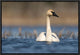 Trumpeter Swan Swimming, Seney National Wildlife Refuge, Michigan, 18"x12"