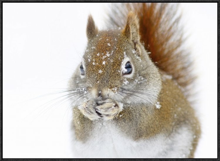 "Christmas Squirrel" Framed Canvas Giclee by Mircea Costina, 33x25"