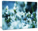 Little White Flowers in Meadow, Large Flower Canvas Wall Art, 20"x12"