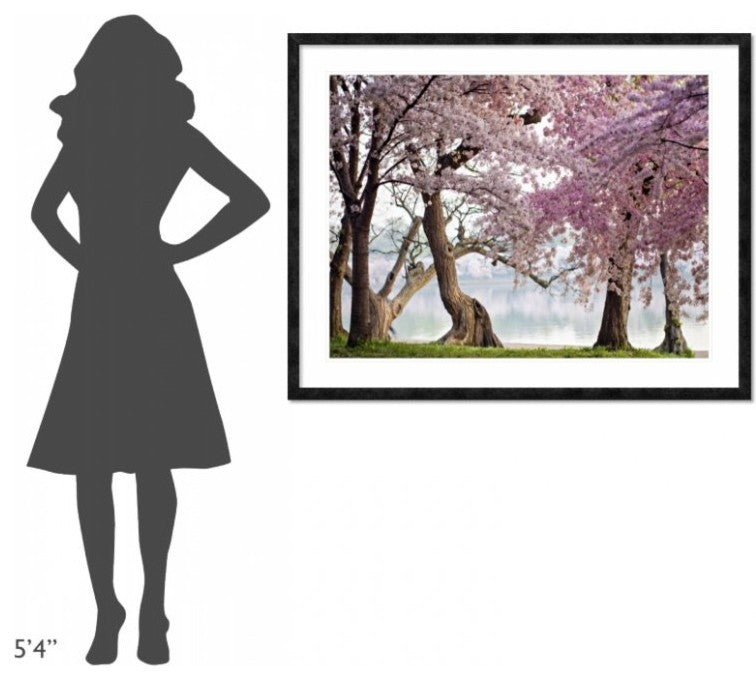 "Cherry trees bloom, Washington, USA" Framed Digital Print by Anonymous, 48x38"