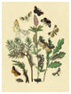 "Moths: O. Gonostigma, D. Pudibunda, et al." Paper Print by W. F. Kirby, 32"x42"