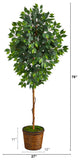 6.5' Ficus Artificial tree, Wicker Planter