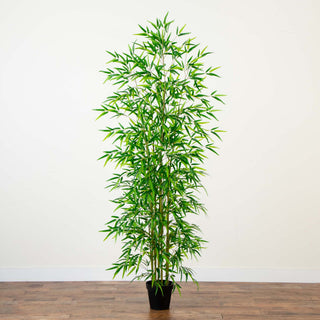 Full plant on white background (alternate_white_full).
