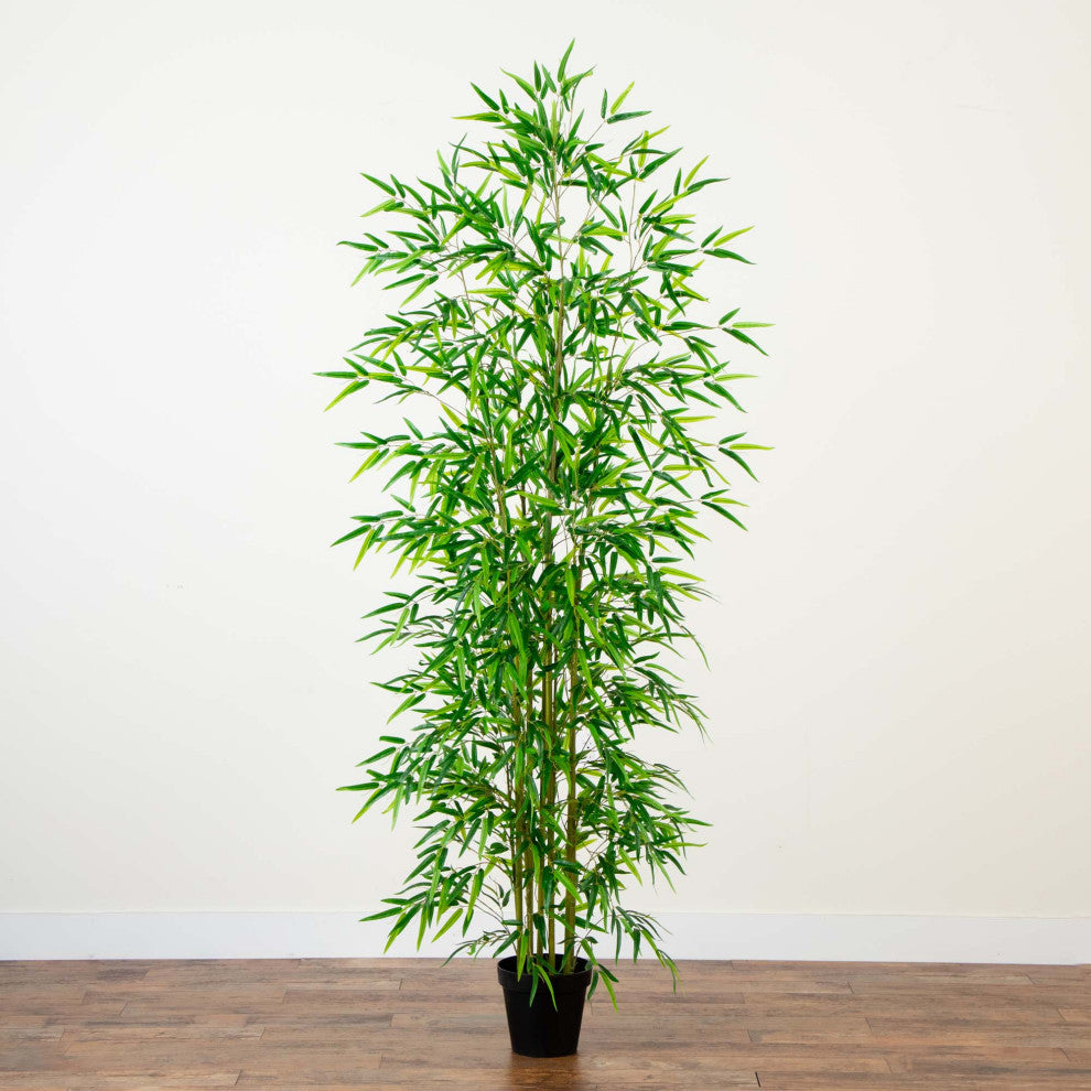 Full plant on white background (alternate_white_full).