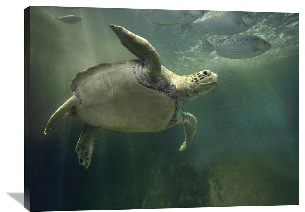 "Green Sea Turtle And Fish, Sabah, Malaysia" Artwork