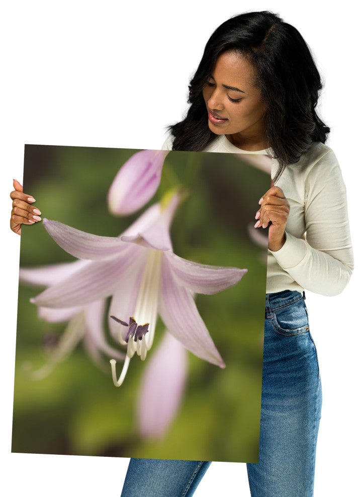 Softened Hosta Bloom Nature Photography, Floral Unframed Wall Art Print, 16" X 20"