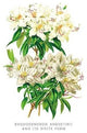 Rhododendron Augustinii and Its White Form- Canvas Poster 20" x 30"