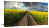Sunset over Canola Panorama, Landscape Canvas Art Print, 32"x16"
