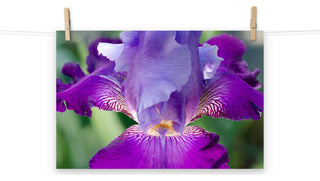 Glowing Iris Nature Photography, Floral Unframed Wall Art Print, 12" X 18"