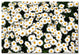'Happy Day' Canvas Art by Kurt Shaffer