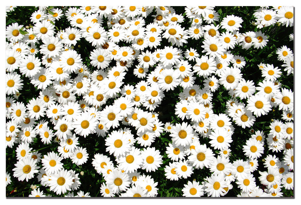 'Happy Day' Canvas Art by Kurt Shaffer