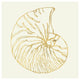 "Coastal Breeze Shell Sketches VII" Paper Print by Anne Tavoletti, 26"x26"