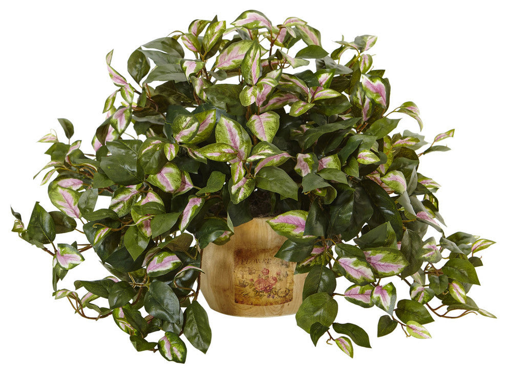Hoya In Wooden Pot