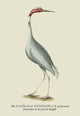 The Sahras or Demoiselle of Guzerat- Gallery Wrapped Canvas Art 28" x 42"
