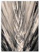 Patty Tuggle 'Sepia Palm' Canvas Art, 24x18