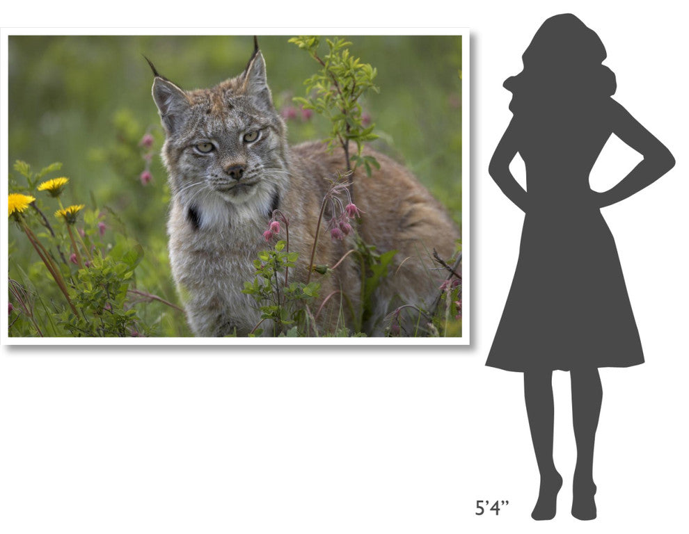 "Canada Lynx portrait, North America" Print by Tim Fitzharris, 62"x42"