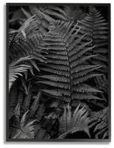 Ferns in the Forest Black and White Photograph16x20