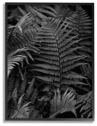 Ferns in the Forest Black and White Photograph16x20