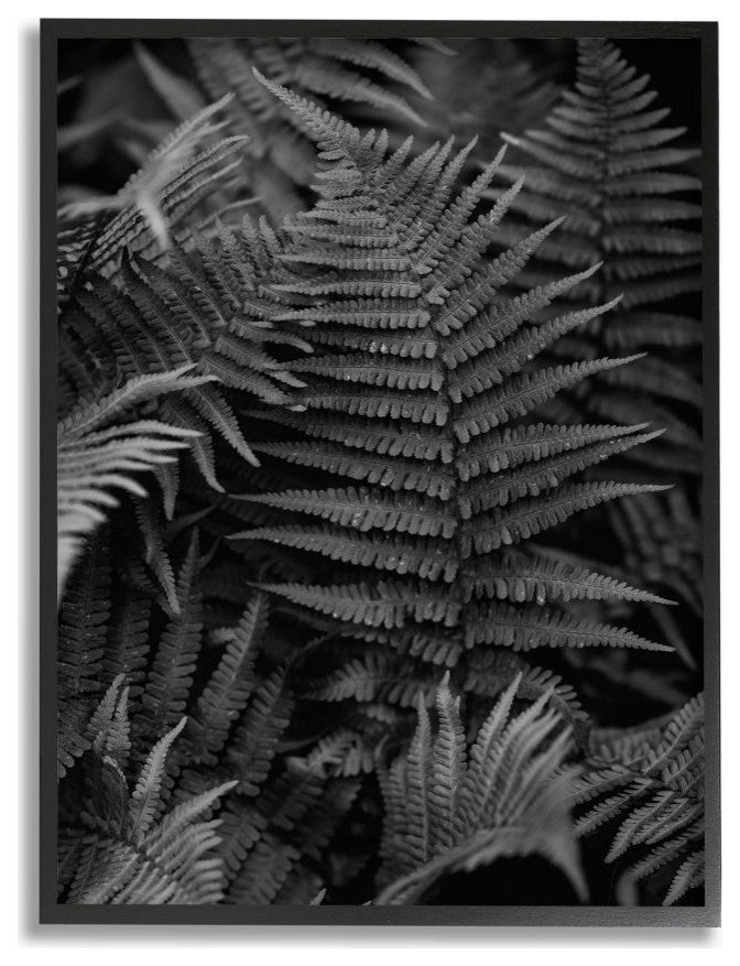 Ferns in the Forest Black and White Photograph16x20