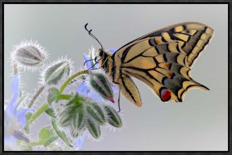 "Macaon" Framed Canvas Giclee by Jimmy Hoffman, 23x15"