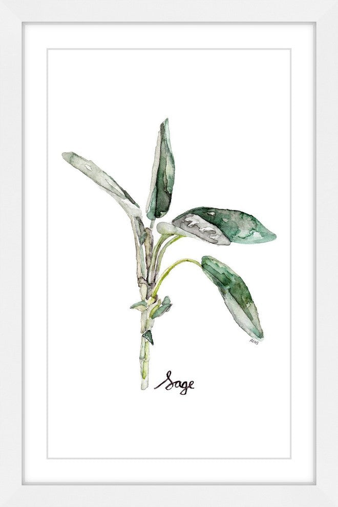 "Herb Sage" Framed Print by Rachel Byler
