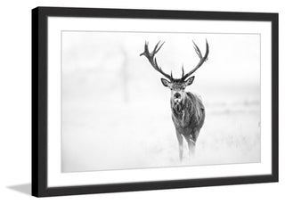 "Elk Stare" Framed Painting Print, 36x24