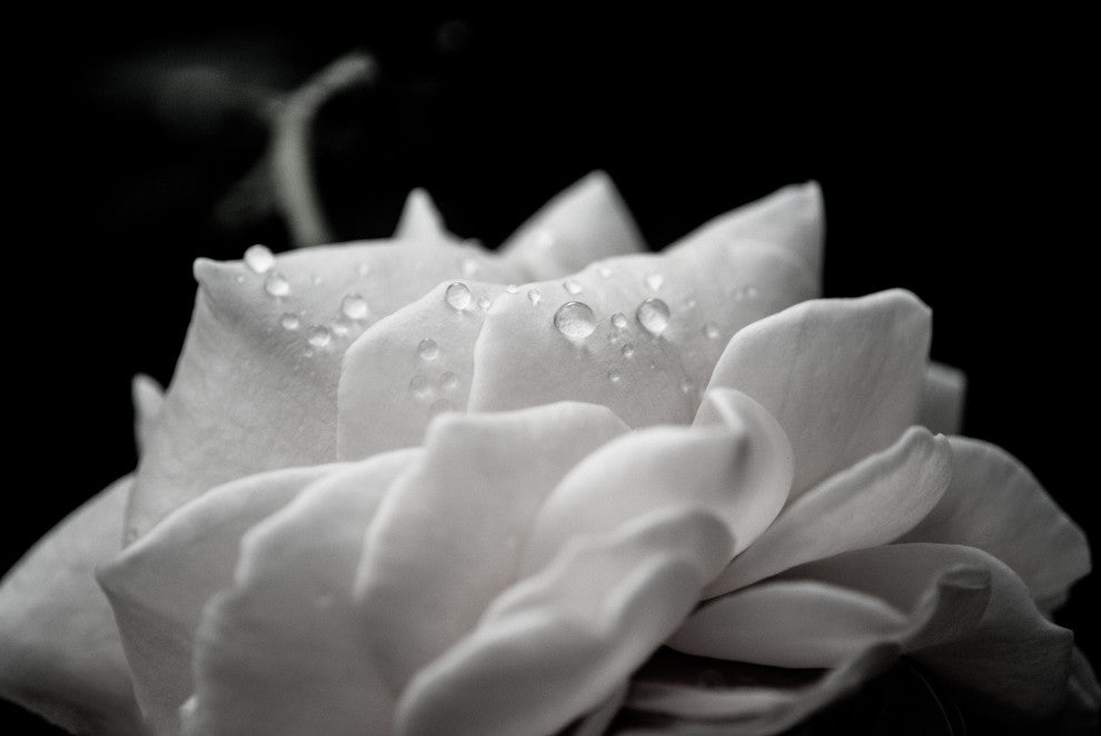 Delicate Rose Black & White Nature Photo Floral Unframed Wall Art Print, 11" X 14"