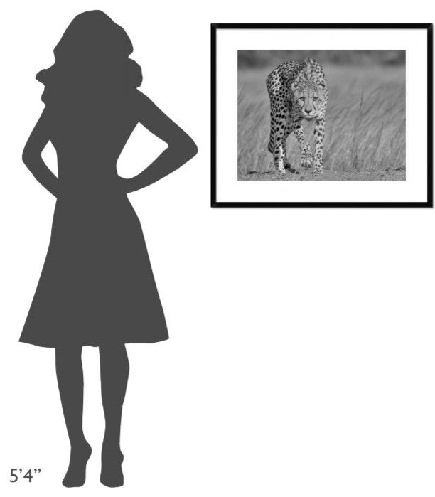 "Focused Predator" Framed Digital Print by Jaco Marx, 32x26"