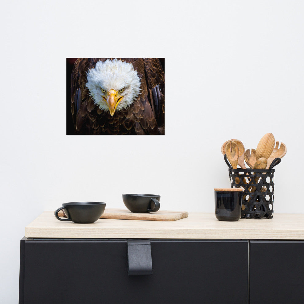 Bald Eagle Portrait Close-up Loose Wall Art Print, 11" X 14"