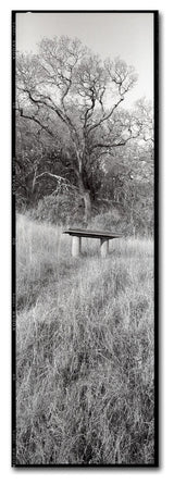 Alan Blaustein 'Novato Oak' Canvas Art, 6x19