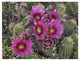"Hedgehog Cactus flowering, Arizona" Paper Print by Tim Fitzharris, 26"x20"