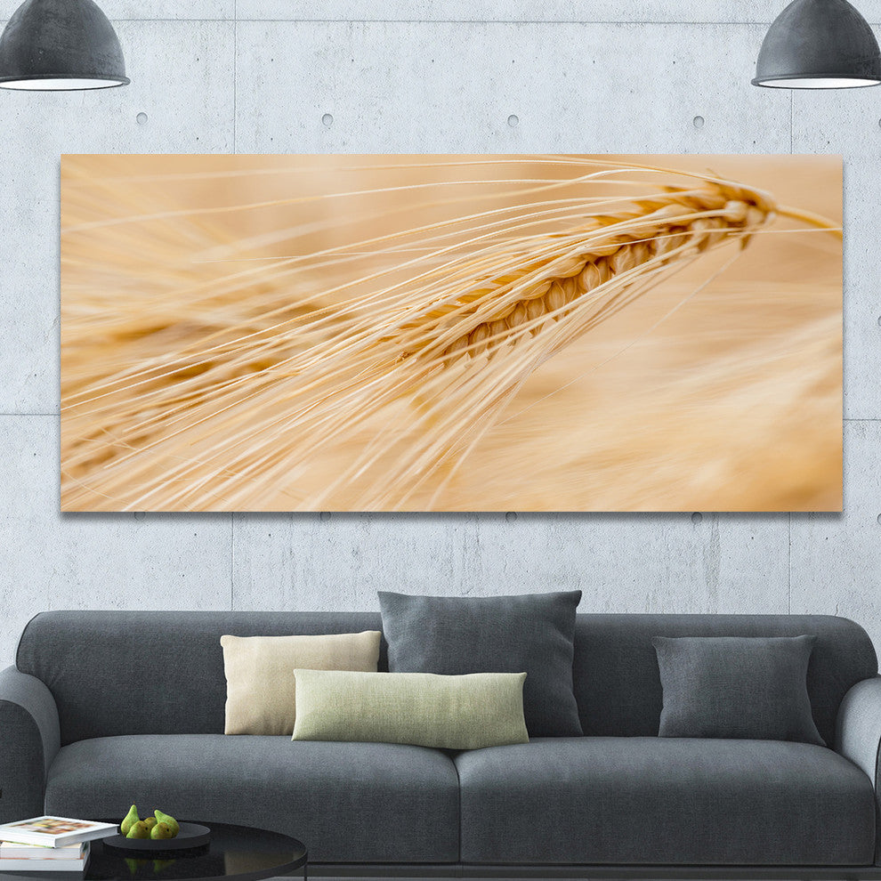 Cereal Plants Barley, Large Floral Canvas Art Print, 60"x28"