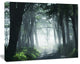 Dense Rain Forest At Sunrise, Extra Large Landscape Canvas Art, 40"x30"