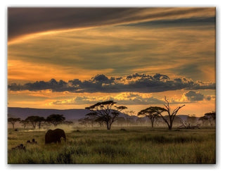 Africa' Canvas Wall Decor