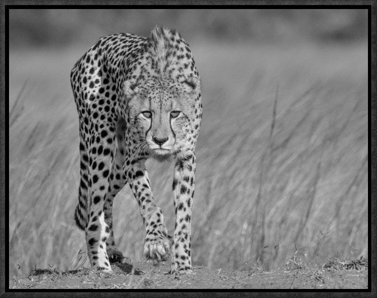 "Focused Predator" Framed Canvas Giclee by Jaco Marx, 17x13"