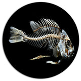 Fish Skeleton Bone On Black, Animal Disc Metal Artwork, 23"