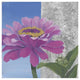 "Zinnia Pink and Silver" Digital Paper Print by Kathrine Lovell, 20"x20"