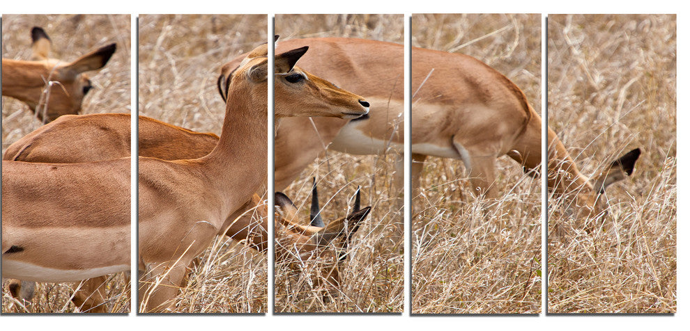 Grants Gazelles Grazing in Grassland, Animal Canvas Art Print, 60"x28", 5 Panels