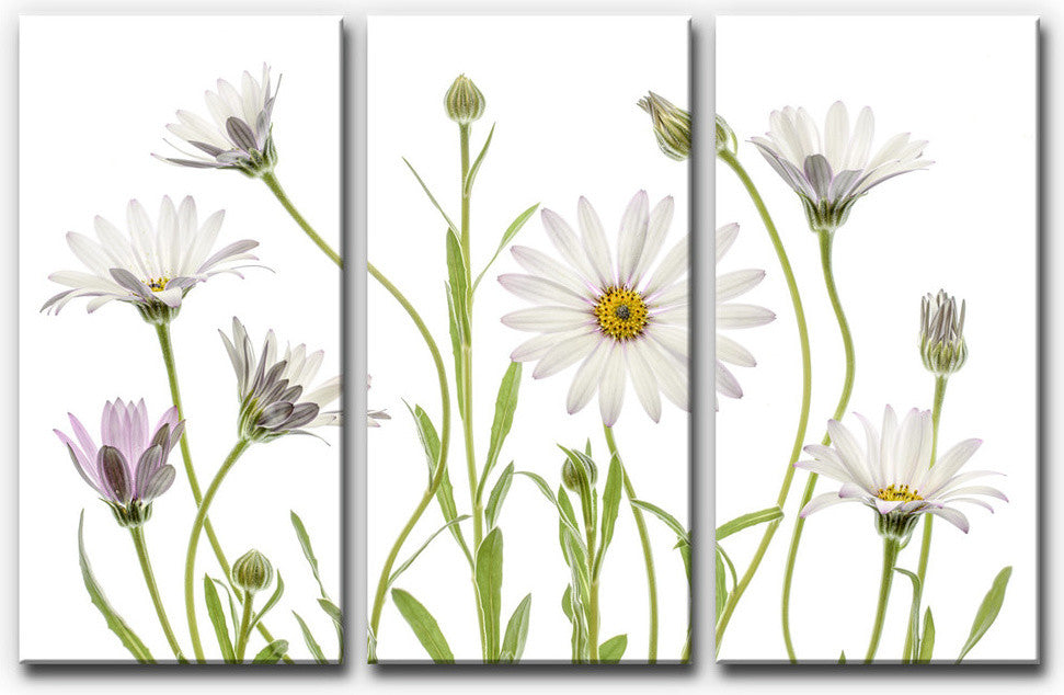 Ready2HangArt 'Cape Daisies' 3-Piece Canvas Wall Decor Set, 60"x40"