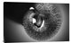 "Trunk" Stretched Canvas Giclee by Antje Wenner-Braun, 30"x19"