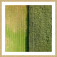 "Green Rows" Framed Print by Karolis Janulis