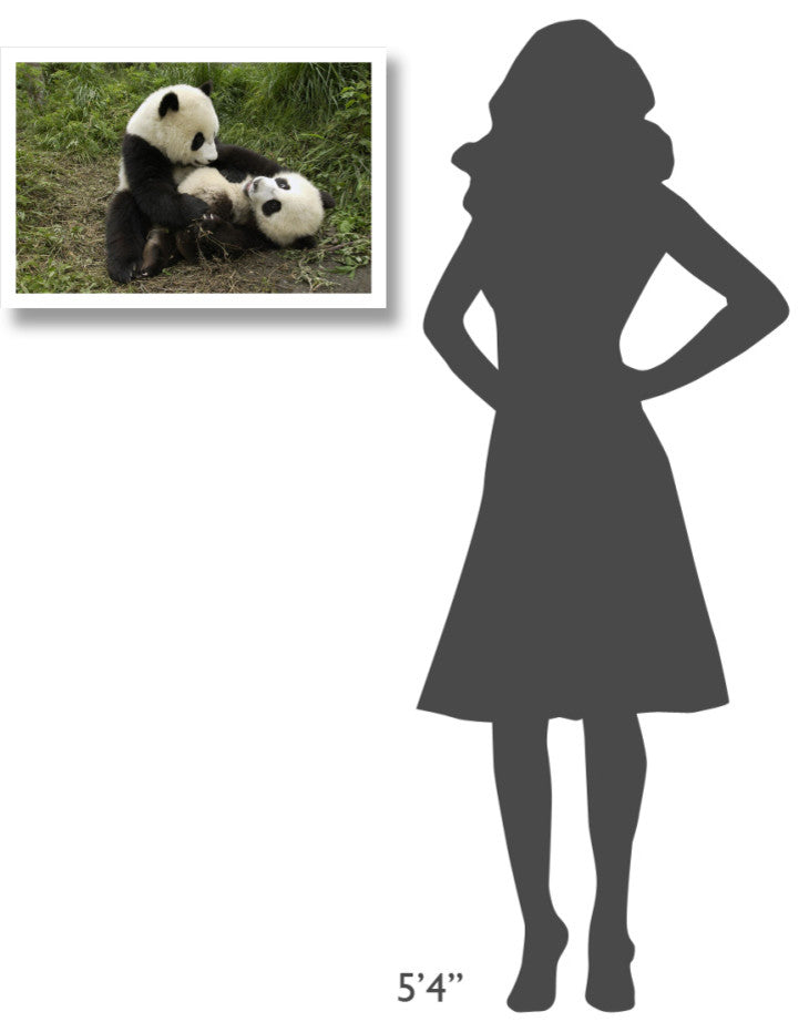 "Giant Panda cubs playing, Wolong Nature Reserve, China" Paper Art, 26"x18"