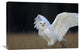 "Snowy Owl Adult, Circumpolar Species, British Columbia, Canada" Artwork