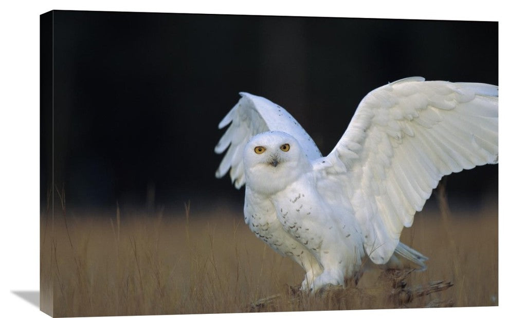 "Snowy Owl Adult, Circumpolar Species, British Columbia, Canada" Artwork
