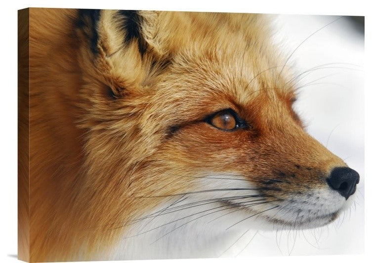 "Red Fox" Stretched Canvas Giclee by Alain Turgeon, 16"x12"