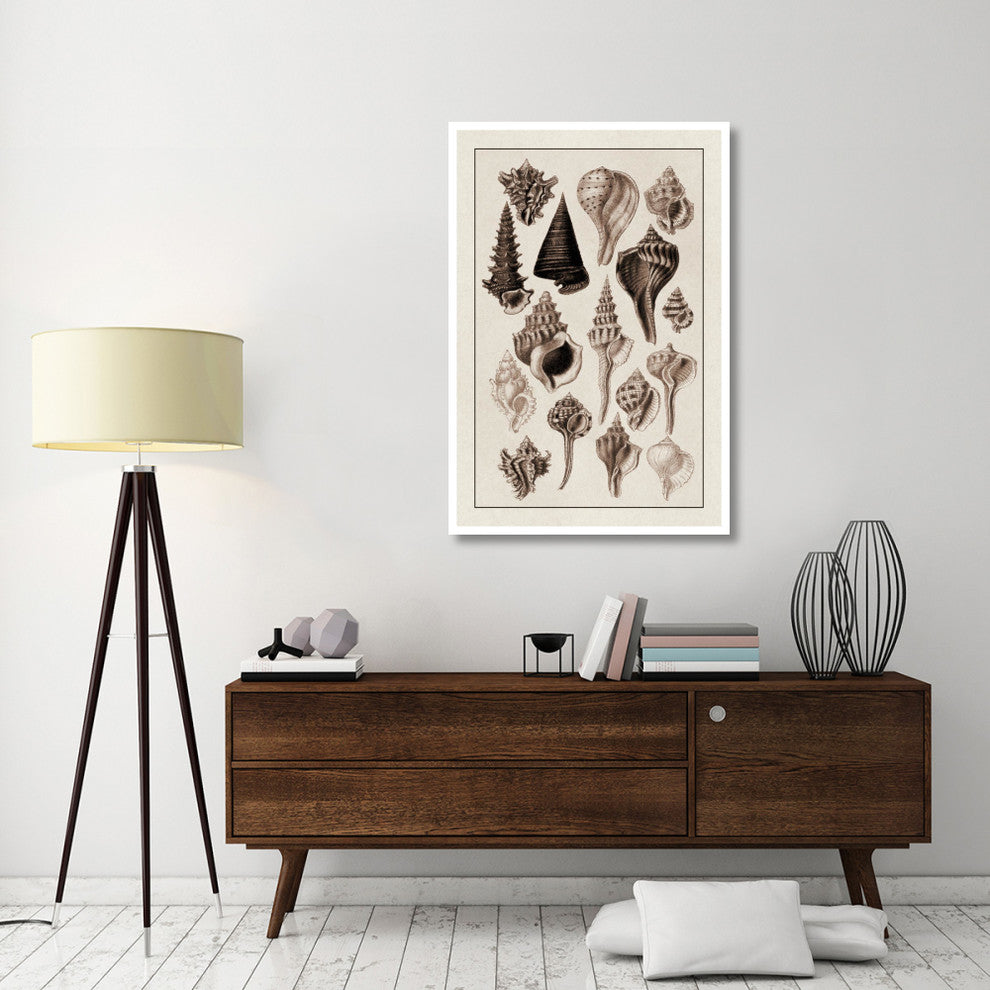 "Shells: Trachelipoda #4 (Sepia)" Digital Paper Print by G.B. Sowerby, 34"x50"