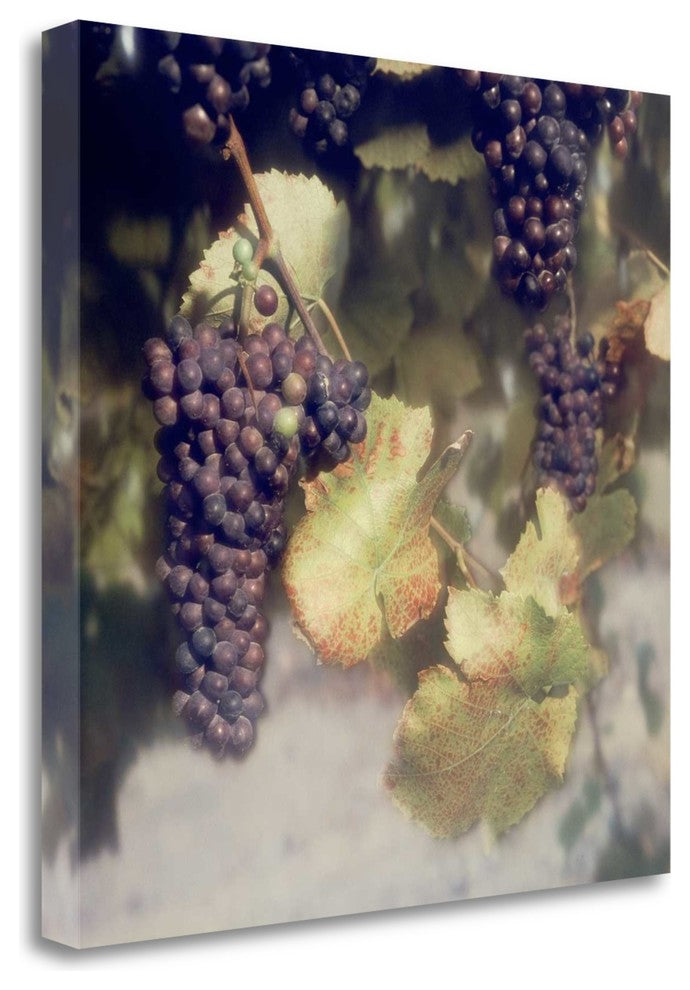 "Grapes Color - 40" By Alan Blaustein, Giclee Print on Gallery Wrap Canvas