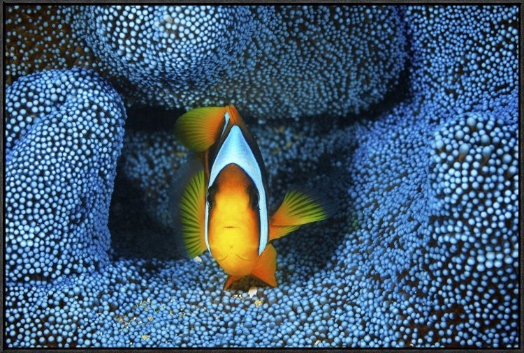 "Clownfish In Blue Anemone" Framed Canvas Giclee by Barathieu Gabriel, 37x25"